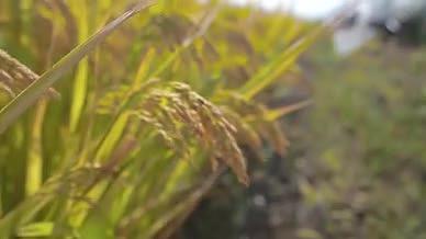 秋日阳光下的谷物水稻稻子实拍视频的预览图